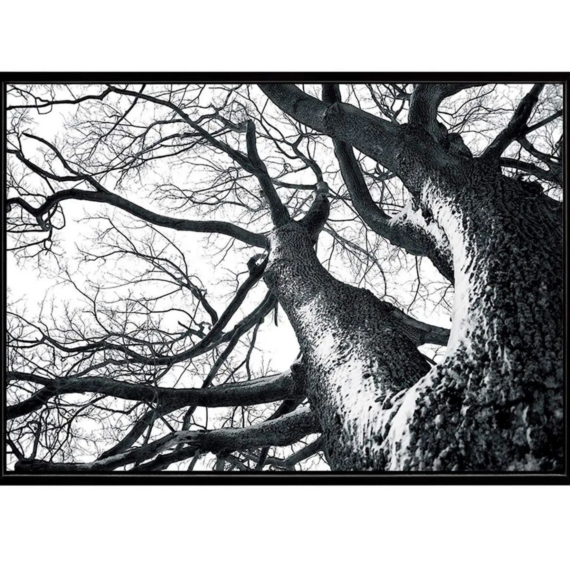 Winter tree quadro stampa su tela h90 l140 p3 cm